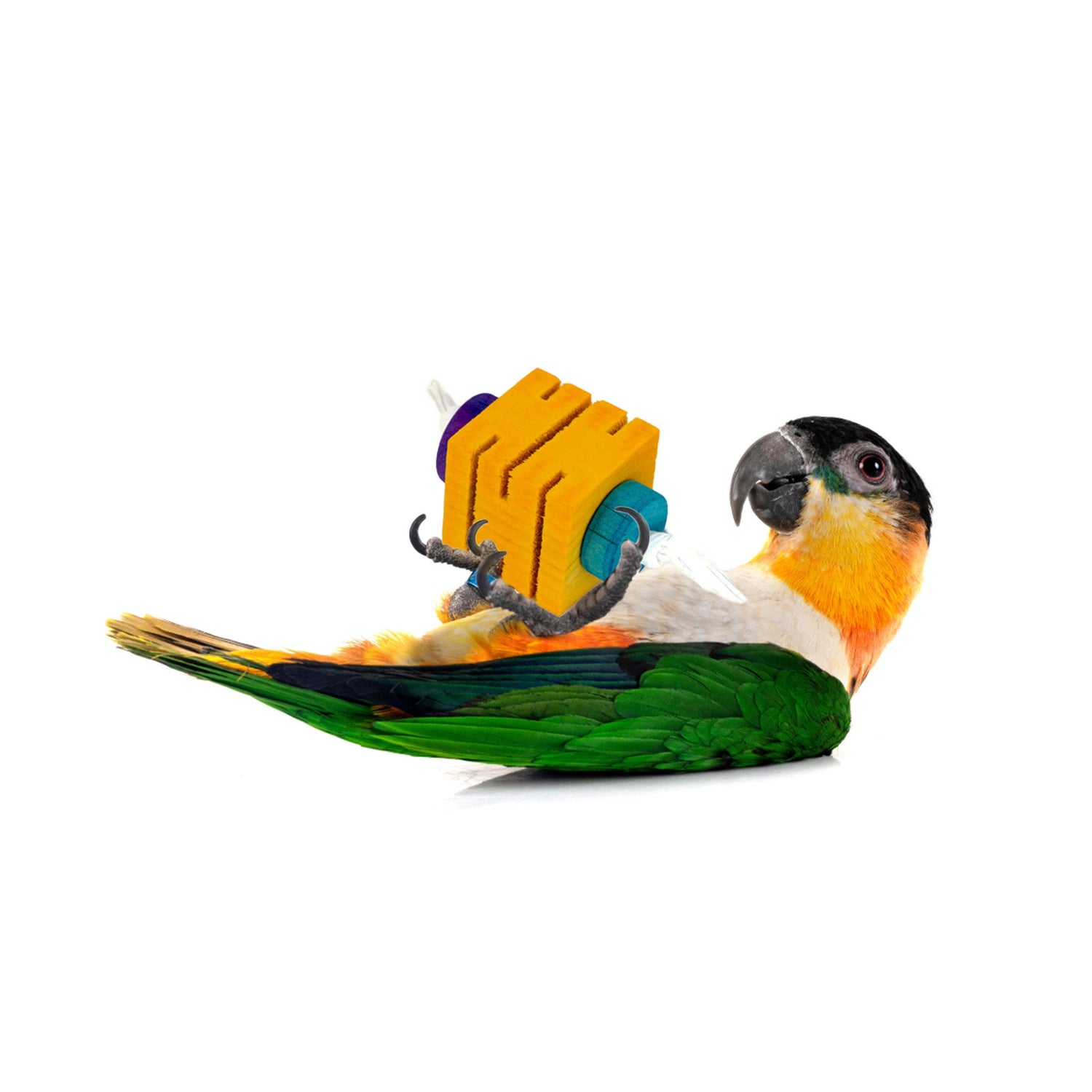 Caique favorites
