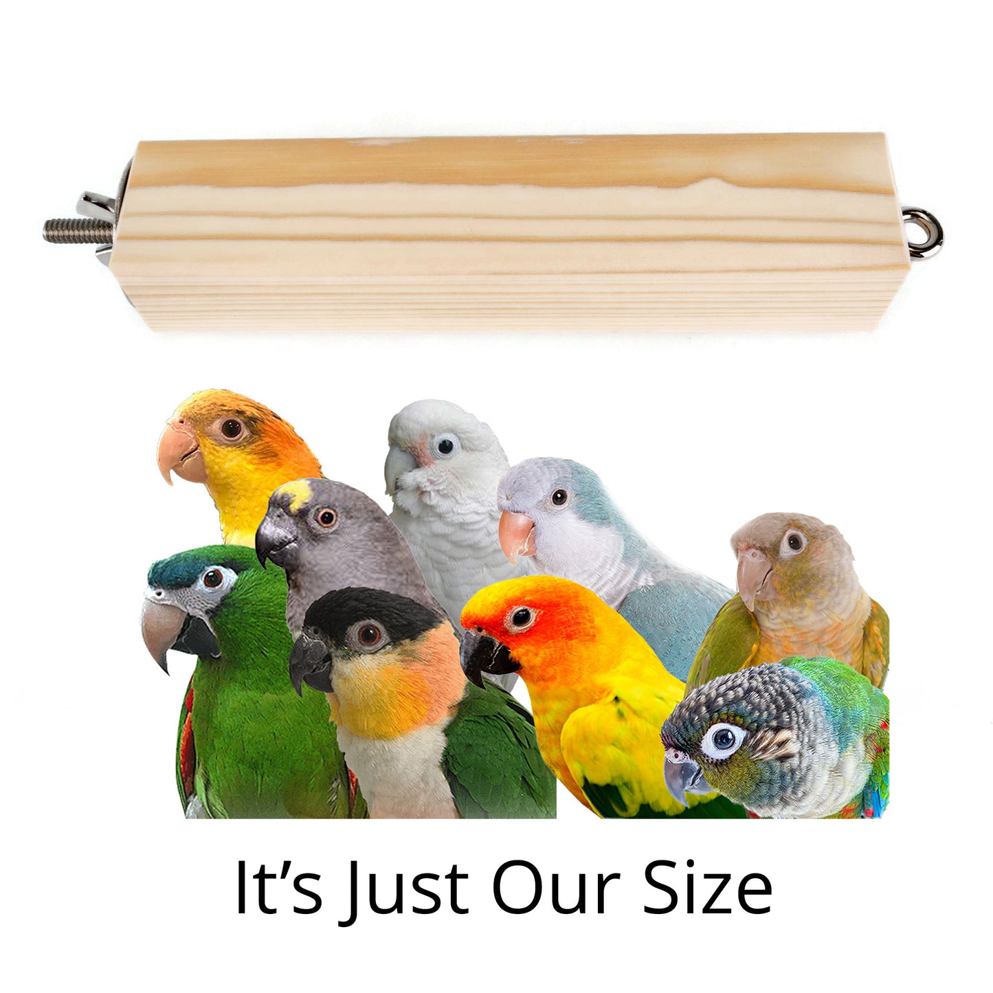 A collection of colorful birds perched near a natural wood perch toy hanger, with the text 'It's just our size' indicating the hanger is for small birds.