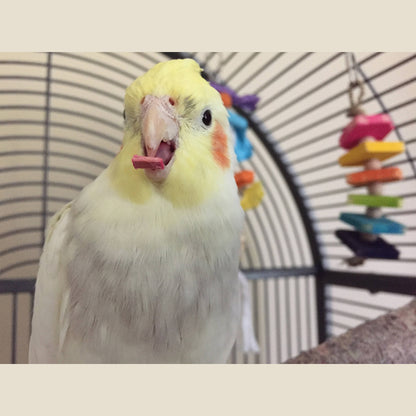 Chipper Mini - Small Bird Chew Toy