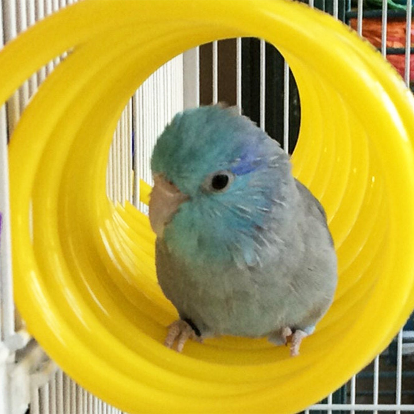 Curly Q - Small Bird Toy and Perch