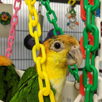 Gondola Swing – Basket Swing Toy for Small to Medium Birds