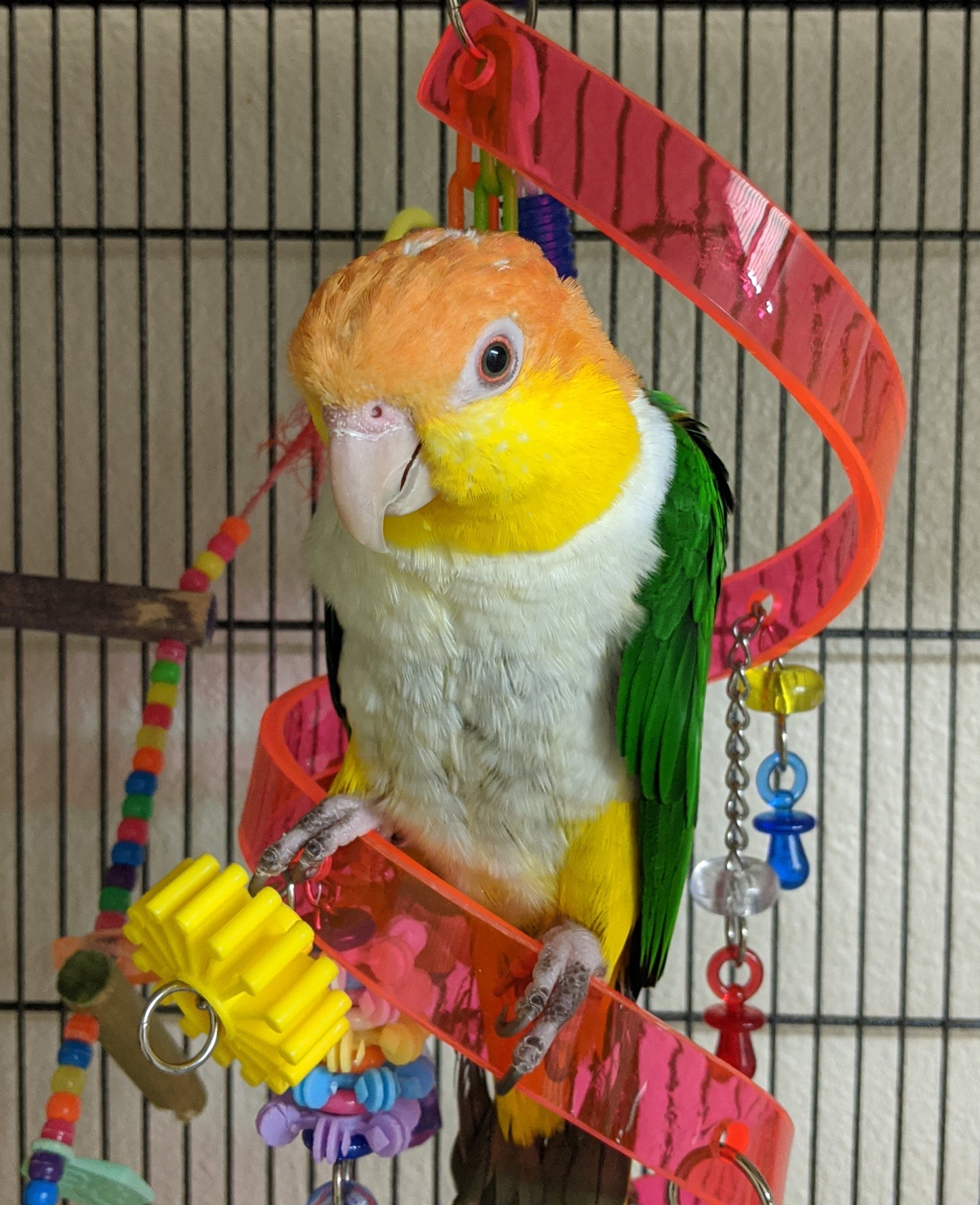 Twisty Twirly Wacky Whirly - Bird Toy