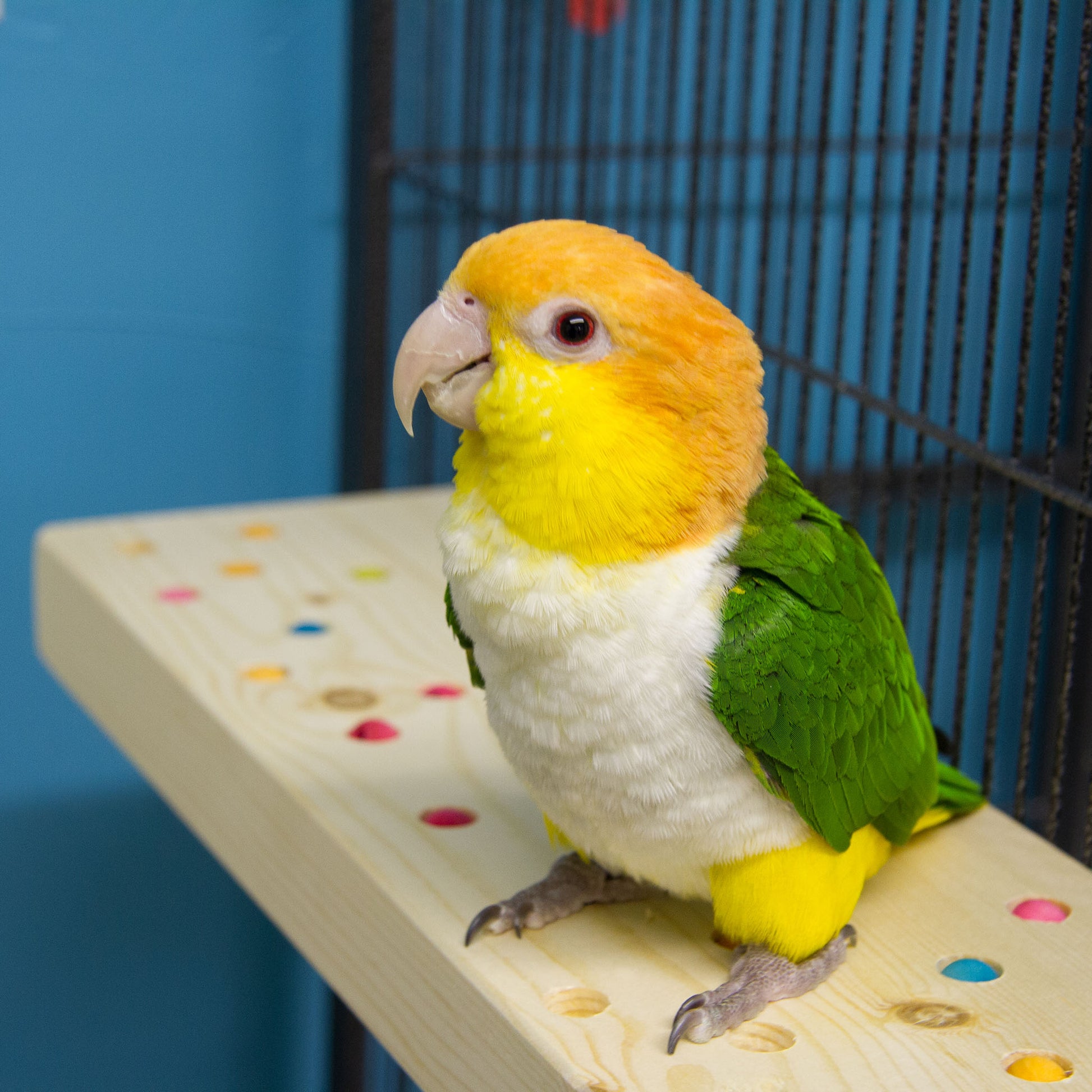 White bellied caique parrots sitting on the platform perch that is attached to the outside of a cage.
