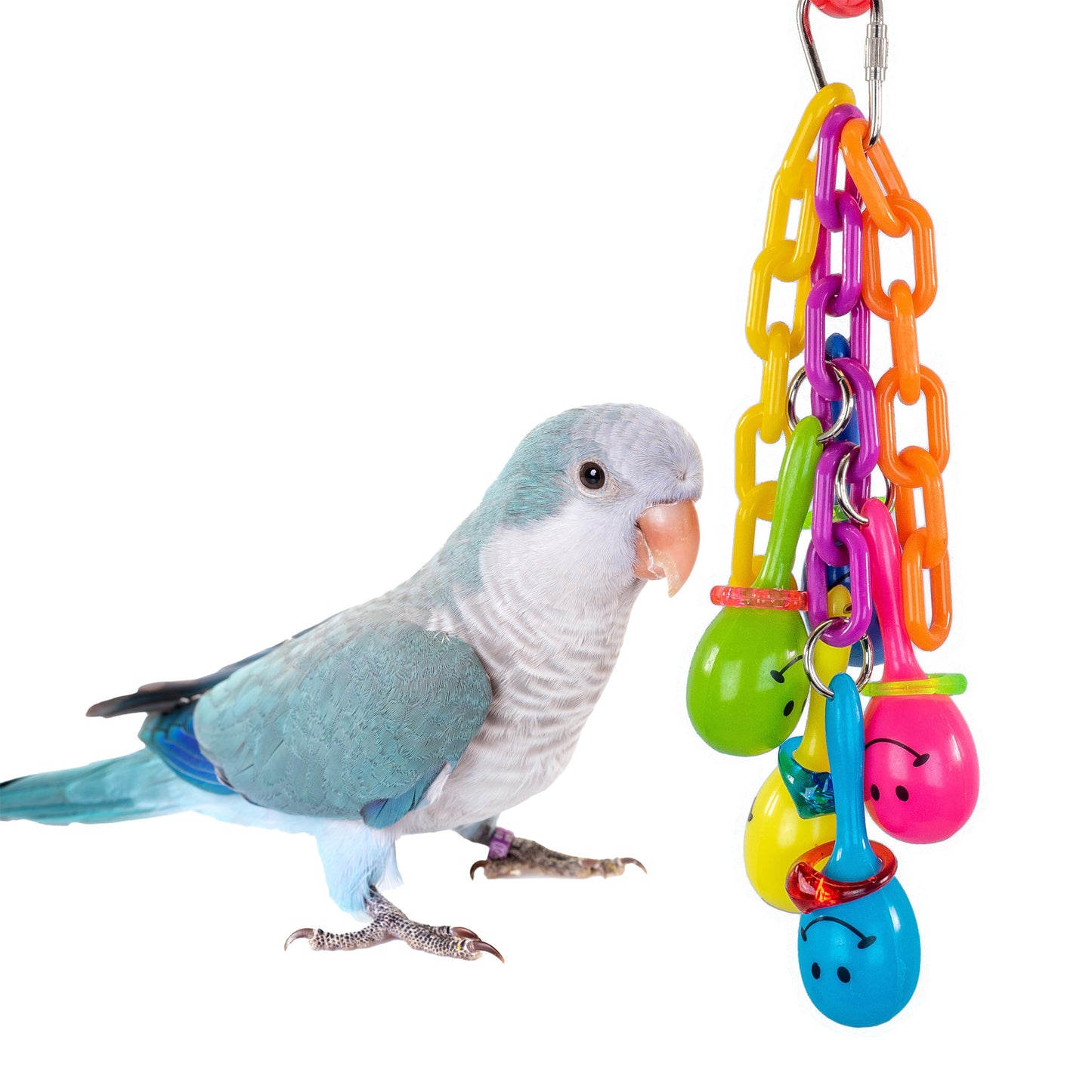 Quaker Parrot interacting with a colorful bird featuring plastic chain and colorful maracas with smiley faces on them.