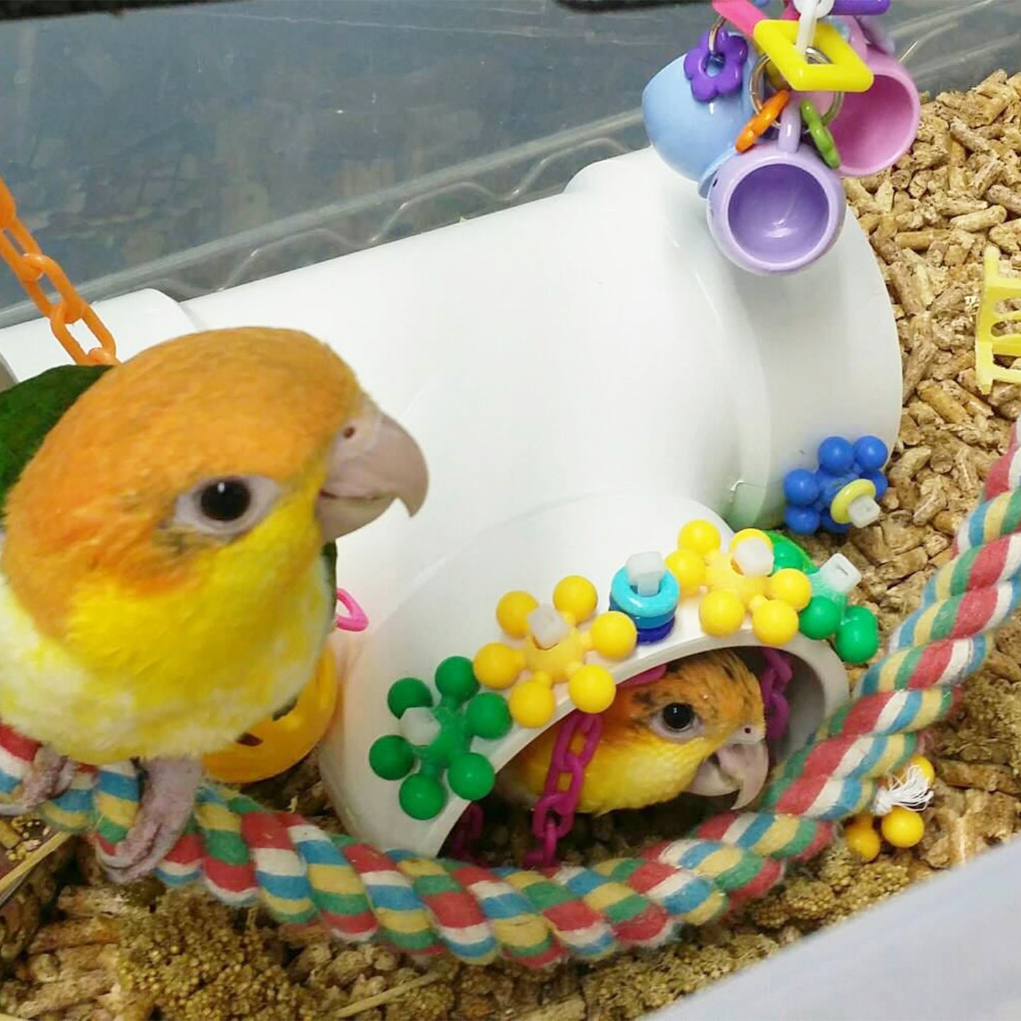 Table-top Adventure Tunnel  - Bird Play Gym, Table-top Activity Center