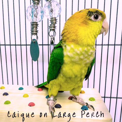 Medium Beaded Platform Perch - Flat Perch, Great for Disabled or Handicapped Birds