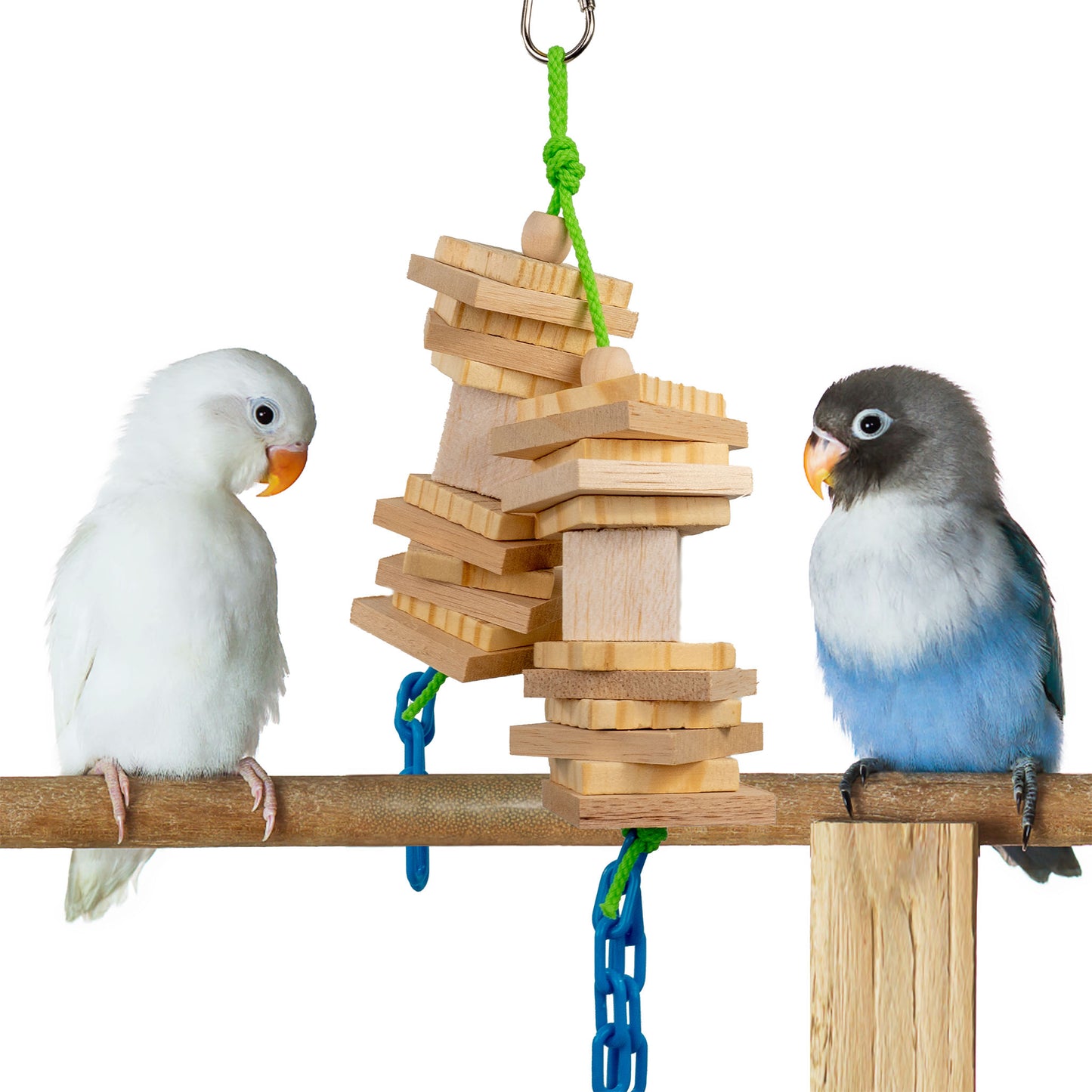 Waffles is a little bigger than a lovebird.