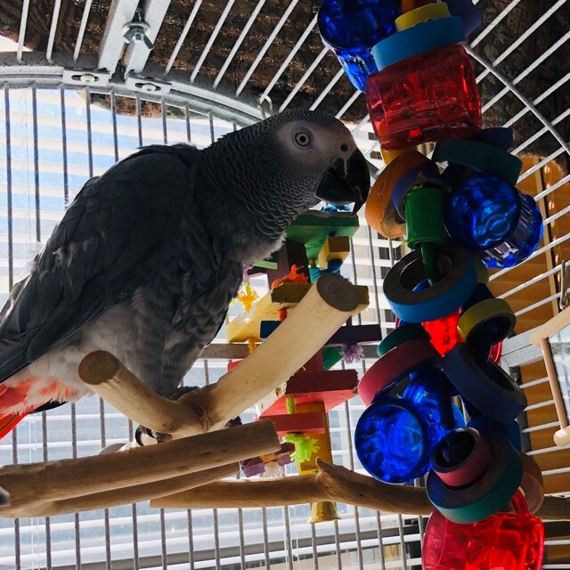 A customer photo showing an african grey standing on a perch next to the toy