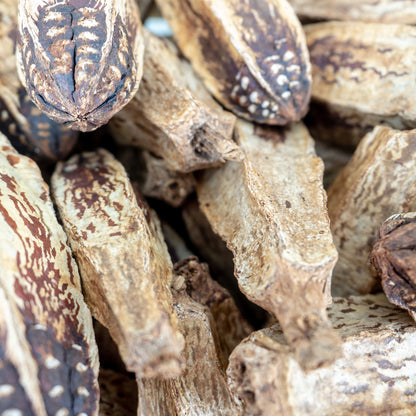 Whole Mahogany Pods - Bird Toy Part, Easy to Chew or Shred