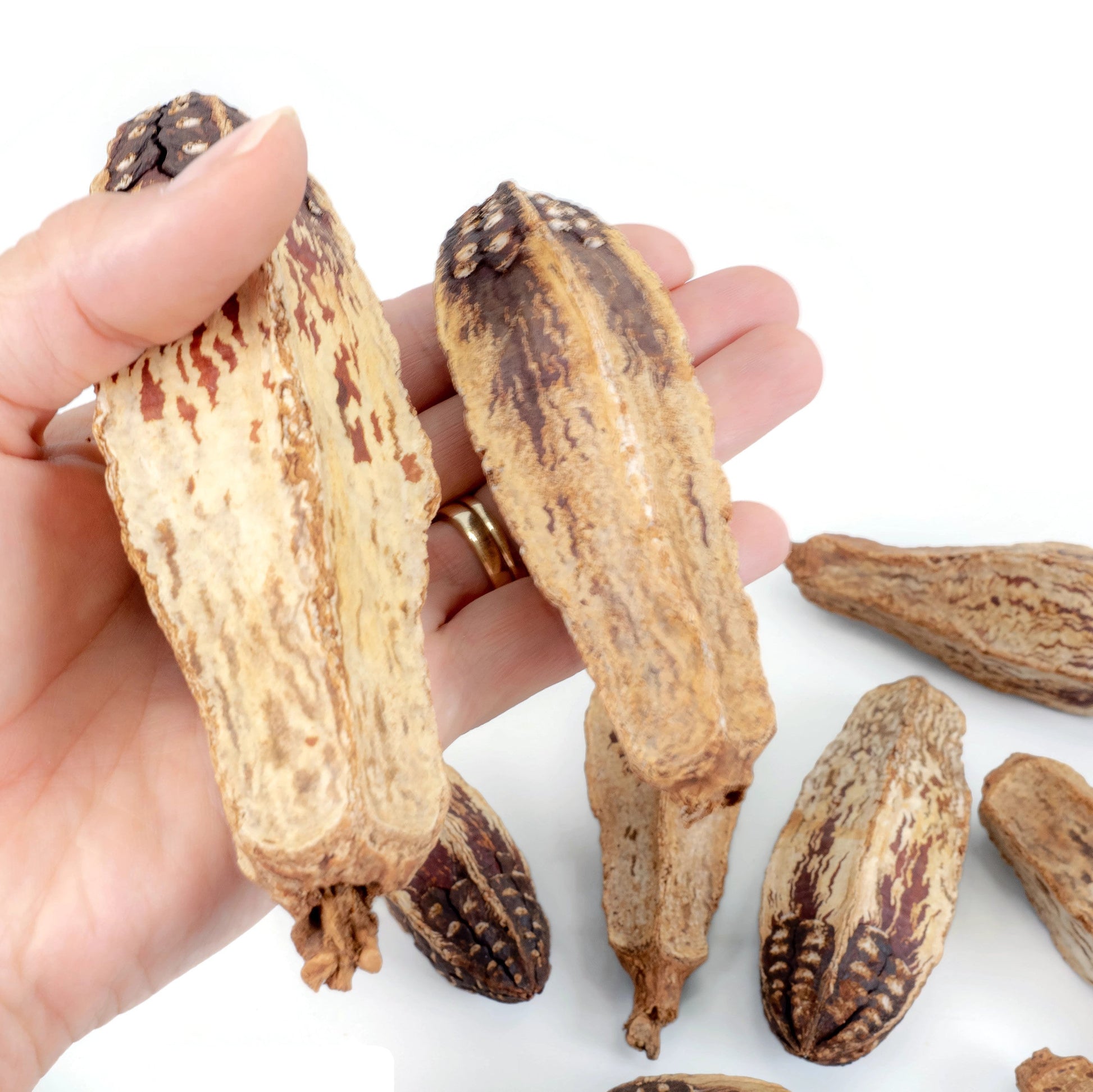 Hand holding mahogany pods for scale. Additional pods are laying in the background.