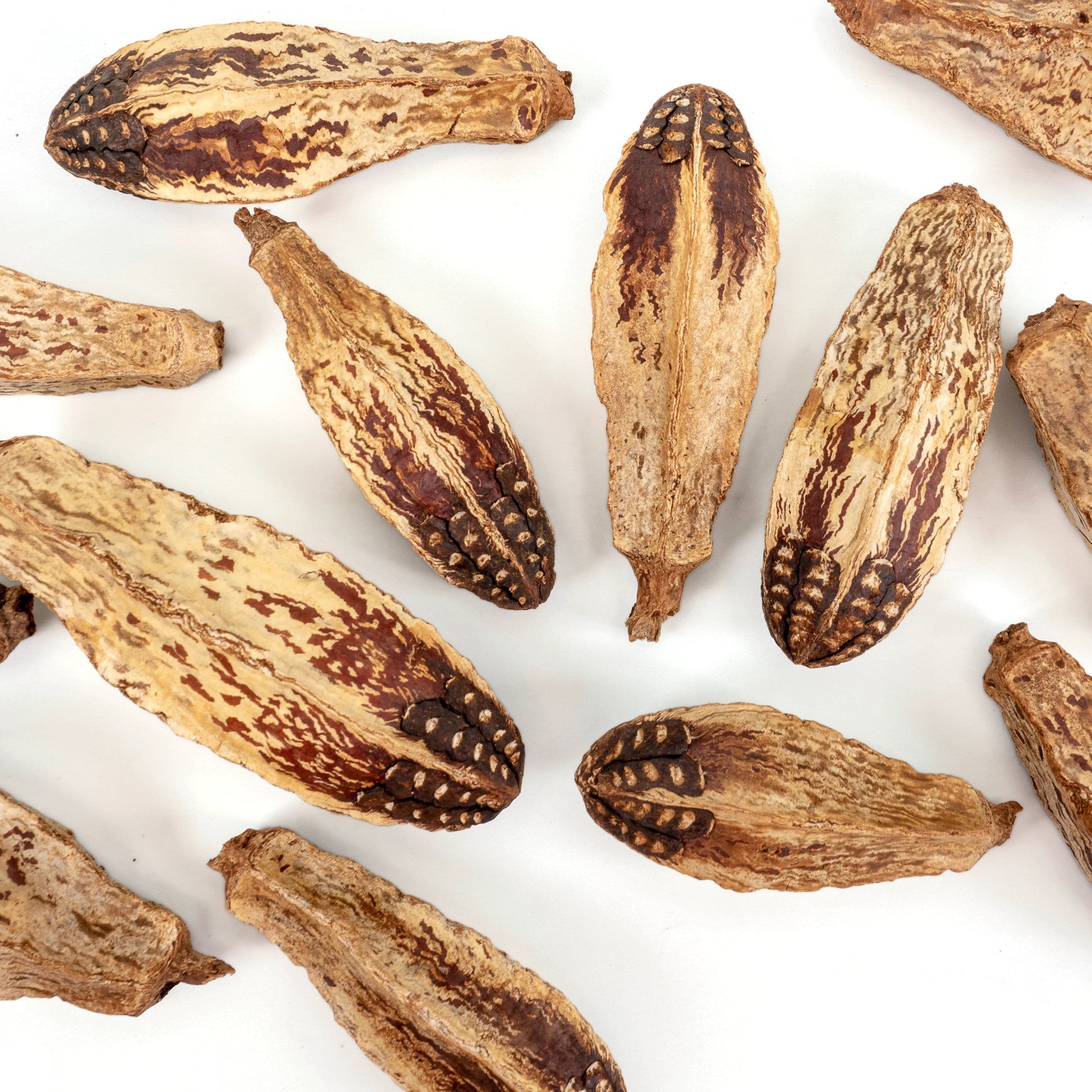 Dried brown mahogany pods on a white background