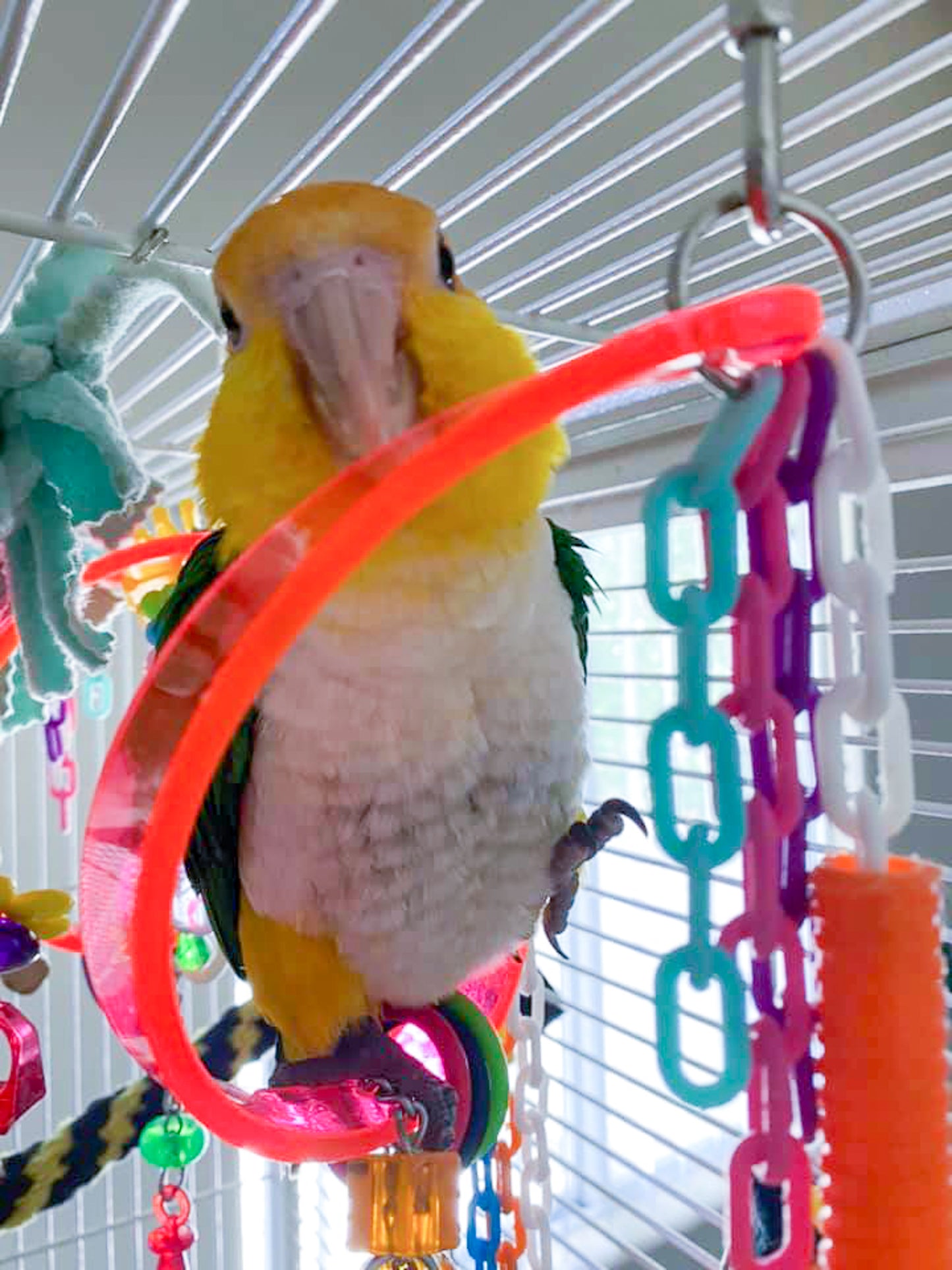 Twisty Twirly Wacky Whirly - Bird Toy